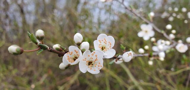 Foto: privat Sibylle Tröber, Margarete Burk, Thomas Grau