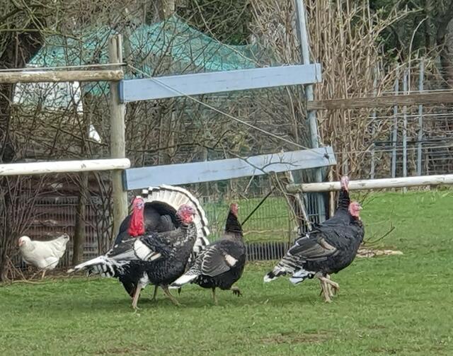 Foto: privat Sibylle Tröber, Margarete Burk, Thomas Grau