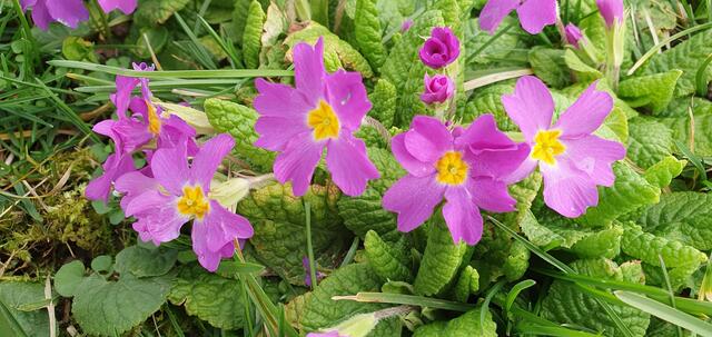 Foto: privat Sibylle Tröber, Margarete Burk, Thomas Grau