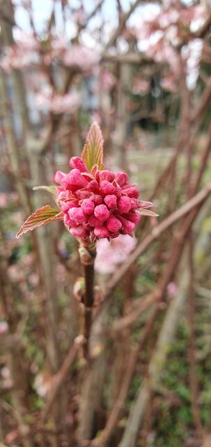 Foto: privat Sibylle Tröber, Margarete Burk, Thomas Grau