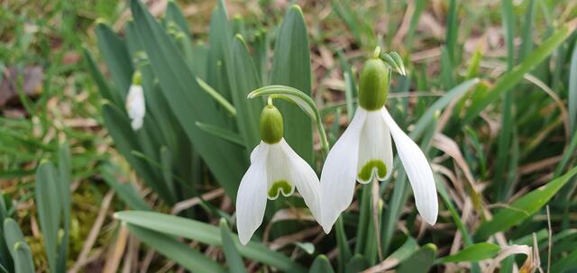 Foto: privat Sibylle Tröber, Margarete Burk, Thomas Grau