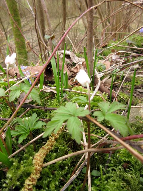 Buschwindröschen traut sich auch schon | Foto: WandernGabyErich