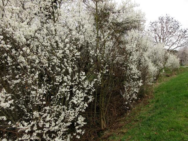 Schlehen | Foto: WandernGabyErich