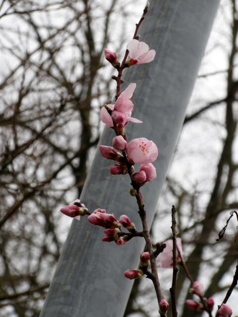 Mandelblüte | Foto: WandernGAbyErich