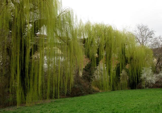 Wunderschön sind die Trauerweiden an der Zaber | Foto: WandernGabyErich