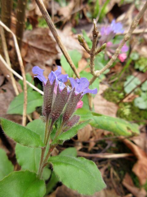 Das bunte Lungenkraut blüht auch schon | Foto: WandernGabyErich