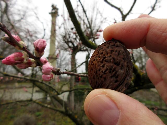 und wir haben noch Mandel vom Vorjahr gefunden | Foto: WandernGabyErich