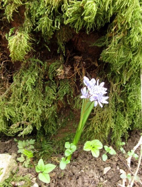 Das Blausternchen schmiegt sich noch an das Moos eines schützenden Baumes. Andere sind mutiger und auch die seltenen weißen "Blau"sternchen kann man im Kaywald finden | Foto: WandernGabyErich