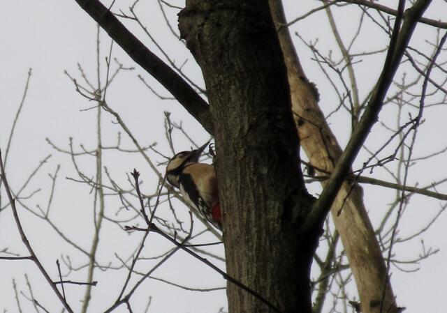 Buntspecht: Wandern in kleinen Gruppen hat durchaus Vorteile, man kann auch mal Tiere beobachten...  | Foto: WandernGabyErich
