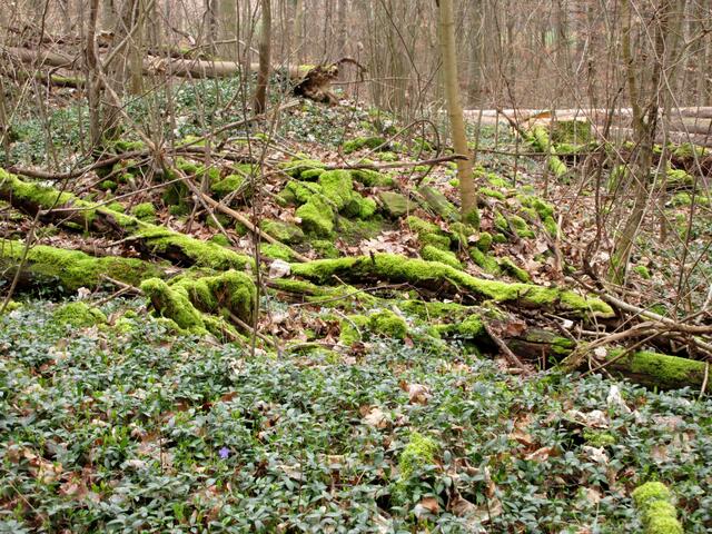 Steinhaufen sind die Zeitzeugen im Wald. Hier, wo das Immergrün schon blüht, findet man Wälle und Steine als letzte Reste dieser Römischen Siedlung bei Kirchheim | Foto: WandernGabyErich