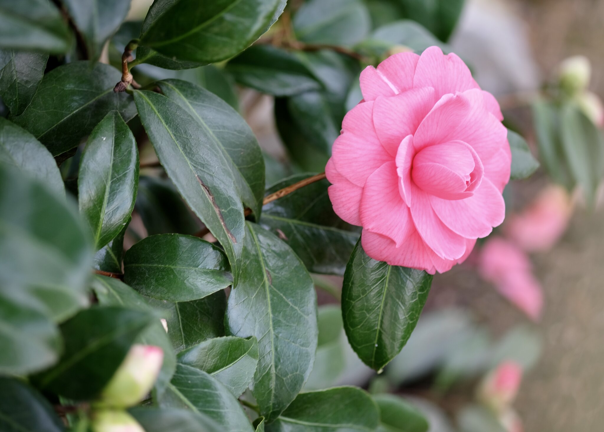 Frühjahrsblüher Die ersten Kamelien zeigen sich Flein