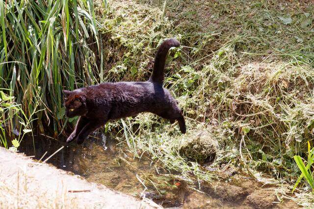 Der fliegende Kater | Foto: WKY