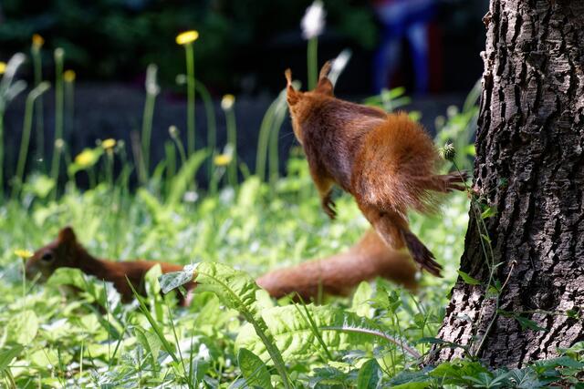 Attacke! | Foto: WKY