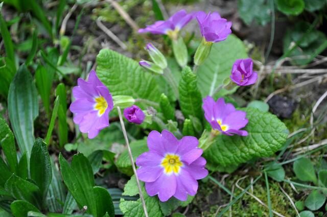 Gartenprimel. Primula vulgaris | Foto: Daniela Somers