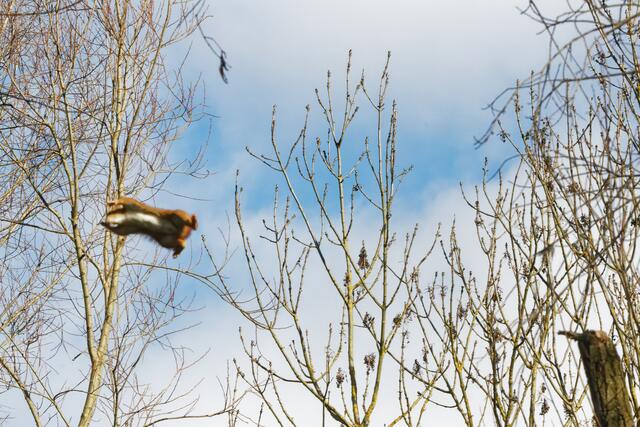 Flughörnchen | Foto: WKY