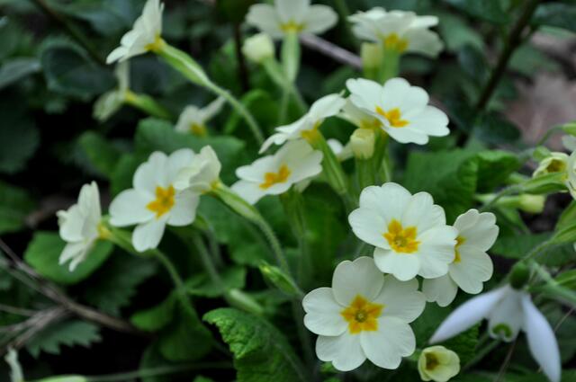 Gartenprimel. Primula vulgaris | Foto: Daniela Somers