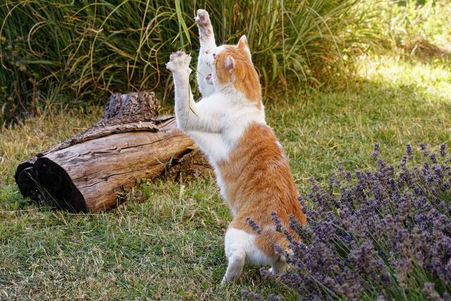 Der Kampf mit dem Grashalm | Foto: WKY