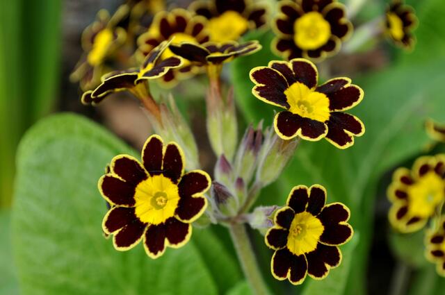 Hohe Schlüsselblume (Primula elatior) Das müsste die Sorte `Gold Lace`sein. | Foto: Daniela Somers