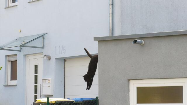 Der fliegende Kater | Foto: WKY