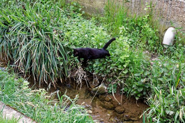 Der fliegende Kater | Foto: WKY