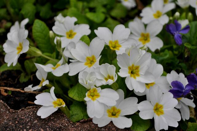 Gartenprimel. Primula vulgaris | Foto: Daniela Somers