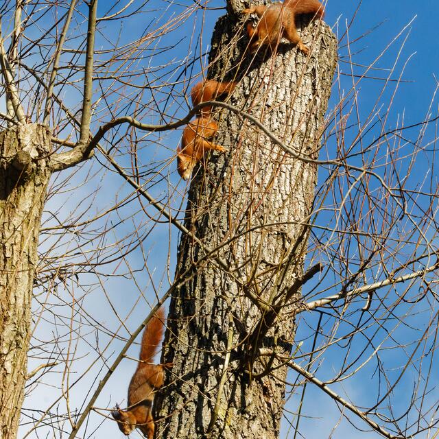 Drei ist einer zuviel | Foto: WKY