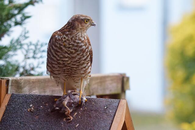 Das ist Natur | Foto: WKY