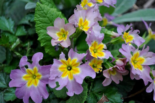 Gartenprimel. Primula vulgaris. Wer da wohl genagt hat? | Foto: Daniela Somers