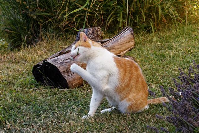Der Kampf mit dem Grashalm | Foto: WKY