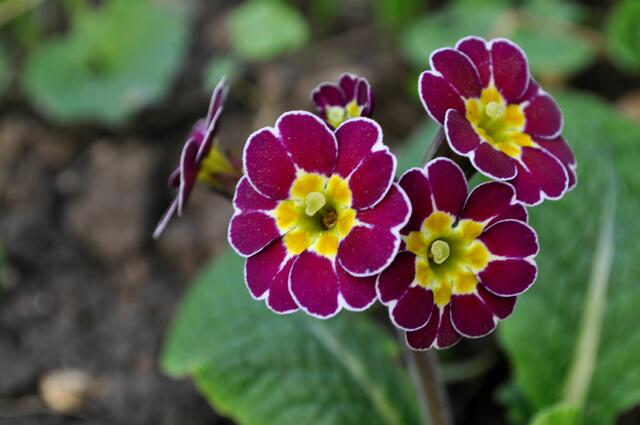 Hohe Schlüsselblume (Primula elatior) Wahrscheinlich die Sorte: `Victorian Silver Lace Black`. | Foto: Daniela Somers