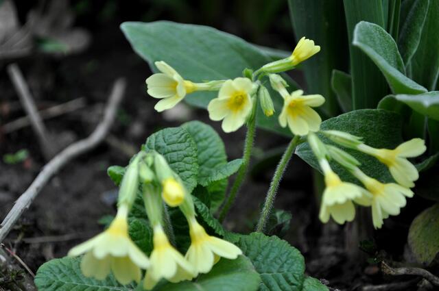 Die echte Schlüsselblume. Primula veris. | Foto: Daniela Somers
