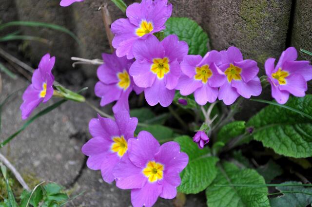 Gartenprimel. Primula vulgaris | Foto: Daniela Somers