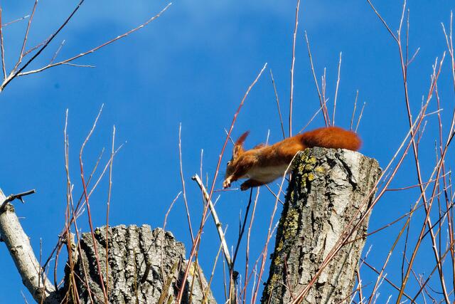 Flughörnchen | Foto: WKY