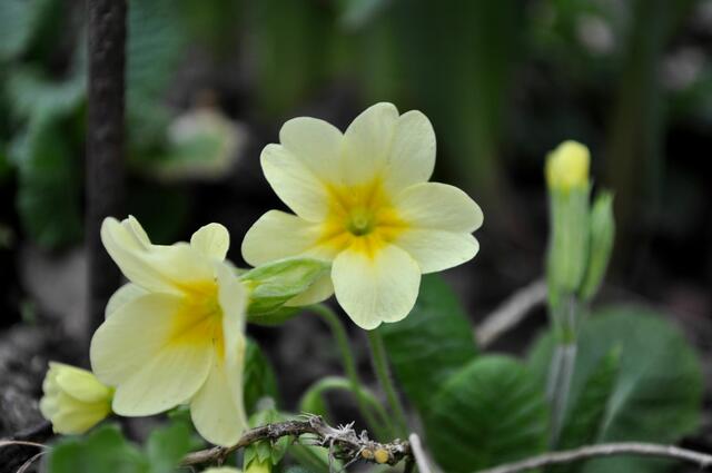 Gartenprimel. Primula vulgaris | Foto: Daniela Somers
