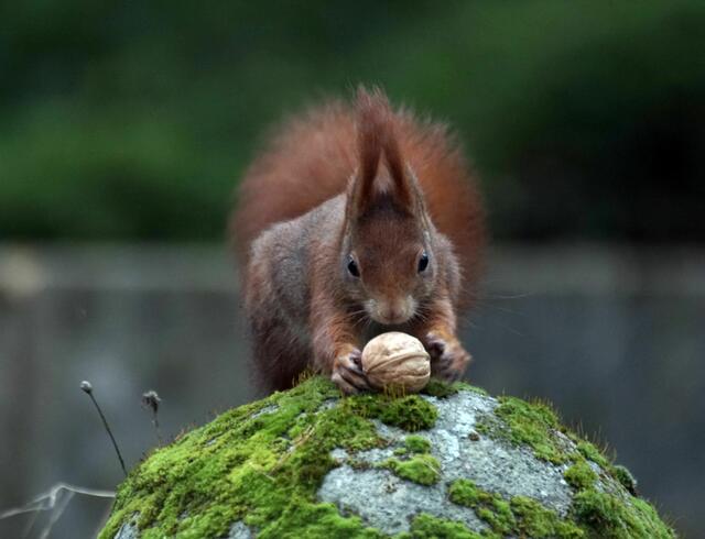 Ein Sprung und schnell die Nuss geschnappt. | Foto: Daniela Somers