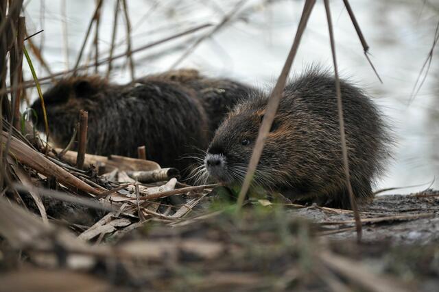 Auch bei der Nutriafamilie ist immer was los | Foto: Daniela Somers