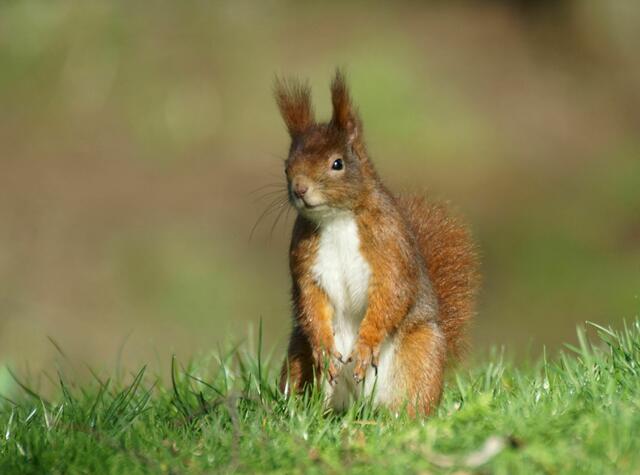 Immer am Beobachten | Foto: Daniela Somers