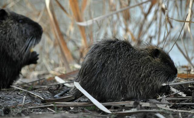 Junges Nutria | Foto: Daniela Somers