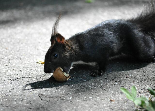 Flink und schnell muss es beim Nüsschen holen zugehen | Foto: Daniela Somers