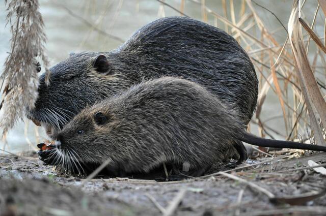 Auch bei der Nutriafamilie ist immer was los | Foto: Daniela Somers