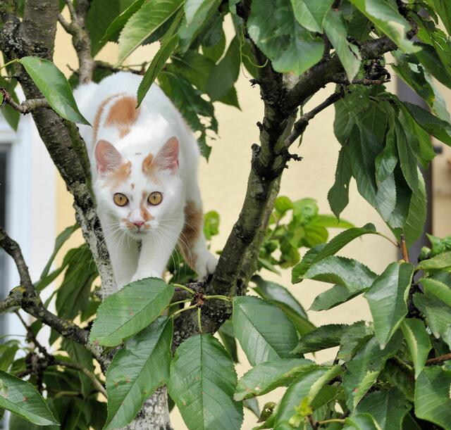 Samira beim Baum klettern | Foto: Daniela Somers