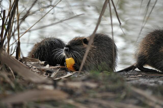 Leckere Möhre. Das schmeckt dem jungen Nutria | Foto: Daniela Somers