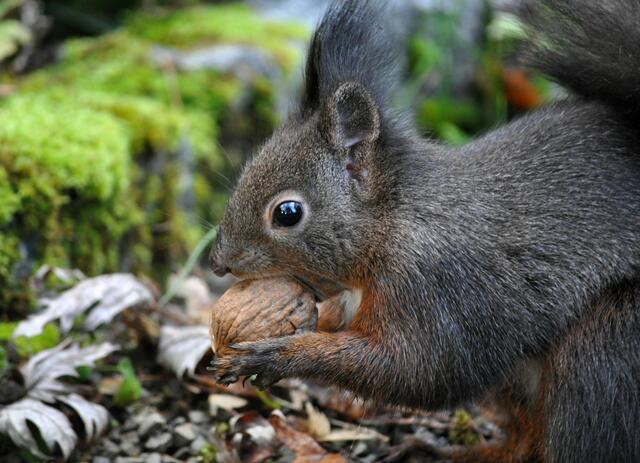 Schnell die Nuss geschnappt | Foto: Daniela Somers