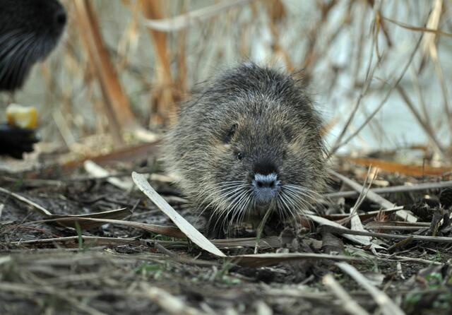Junges Nutria | Foto: Daniela Somers