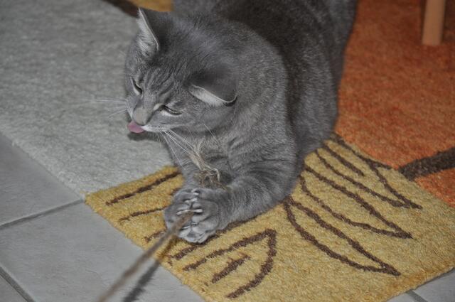 Joe beim Spielen mit der Schnur | Foto: Daniela Somers