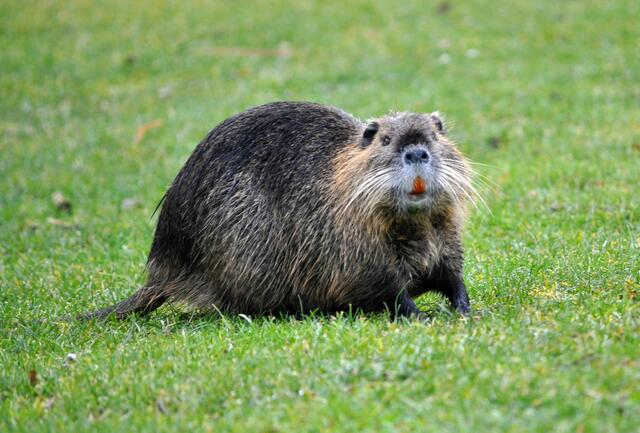 Nutria. Immer wachsam. | Foto: Daniela Somers