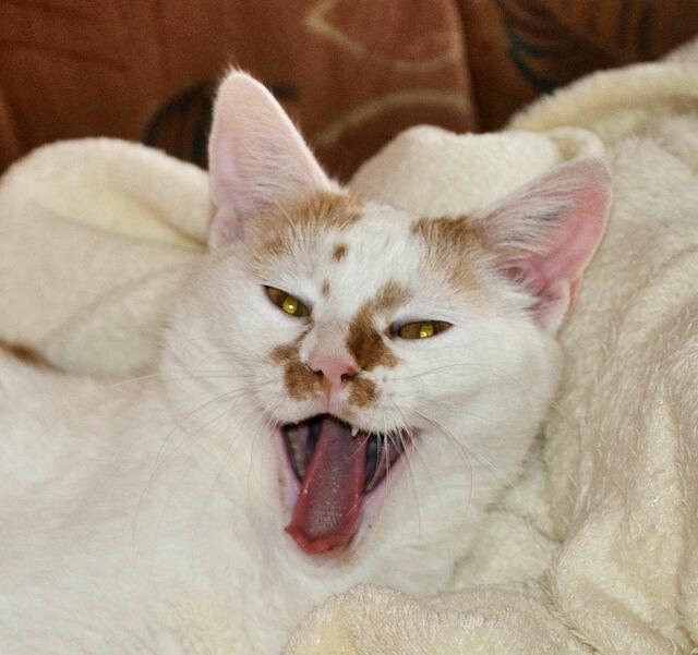 Und jetzt bin ich müde. | Foto: Daniela Somers