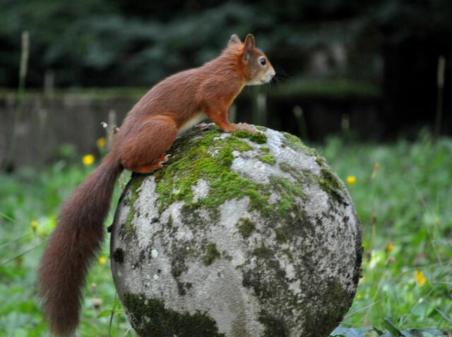Man könnte denken, dass Eichhörnchen erobert die Weltkugel | Foto: Daniela Somers