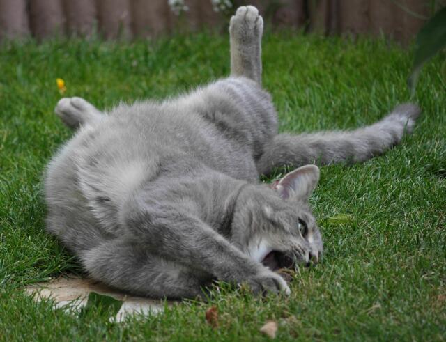 Joe beim Spiel | Foto: Daniela Somers