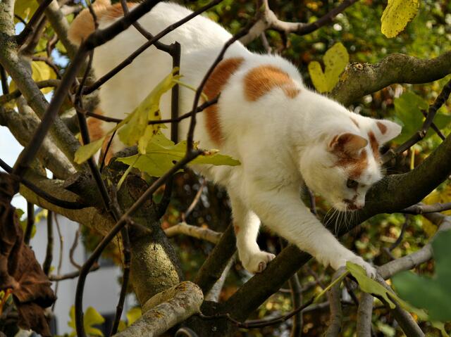Samira beim Baum klettern | Foto: Daniela Somers